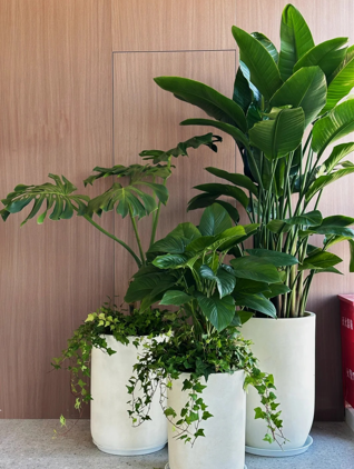 北仑绿植租赁商家-江北花木租用商家-海曙绿植租摆装饰-奉化花木租赁公司